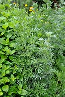 Artemisia absinthium - Wormwood with Mellissa officinalis - Lemon Balm