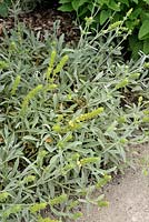 Sideritis syriaca - Ironwort or Greek Mountain Tea