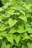 Fagopyrum dibotrys - Perennial Buckwheat 