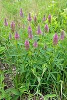 Trifolium rubens 'Red Feather' - Ornamental Red Clover