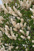 Prunus lusitanica 'Angustifolia' - Portuguese Laurel in flowers