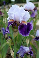 Iris germanica 'Tempete sur Versailles' 
