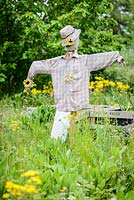 Old Scarecrow on Allotment, May