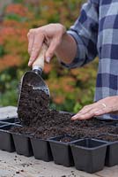 Filling modules with compost - sowing Myosotis 'Victoria Azure Blue' seeds 