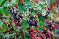 Rubus fruticosus - Blackberry 'Apache'
