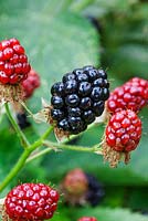 Rubus fruticosus - Blackberry 'Navaho Big and Early'