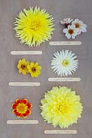 Mixture of yellow toned Dahlias on wooden surface with lolly stick labels. From top left to right - Dahlia 'Bilbao', Dahlia 'HS Princess', Dahlia 'HS Party', Dahlia 'My Love', Dahlia 'Pooh' and Dahlia 'Kelvin Floodlight'