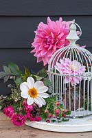 Still life arrangement featuring a bird cage and pink toned Dahlias. Dahlia 'Otto's Thrill', Dahlia 'La Tour' and Dahlia 'HS Princess'