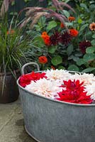 Cut flower heads of Dahlia 'Cafe au Lait' and Dahlia 'Babylon Red' floating in basin of water