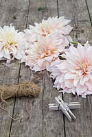Dahlia 'Cafe au Lait' with wooden pegs and string