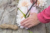 Cutting off the excess stems from Dahlia 'Cafe au Lait'