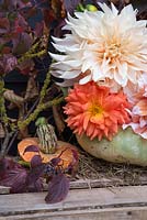 Autumnal display of Dahlia 'Cafe au Lait' and Dahlia 'Mrs Eileen' inside a pumpkin