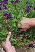 Taking semi-ripe cuttings from Salvia x jamensis 'Nachtvlinder'