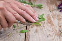 Remove the side leaves from the Salvia cuttings, leaving the top leaves intact