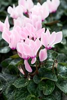 Cyclamen persicum 'Laser Synchro Pink Flame'