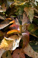Acalypha wilkesiana 'Tiki Peach Whirl' - Copper Plant
