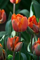 Tulipa 'Renate Groenewold'