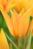 Tulipa praestans 'Shogun' - Miscellaneous tulip 
