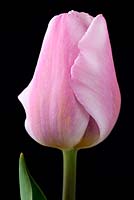 Tulipa 'Synaeda Amor' - Triumph Group. syn. 'Synaeda Amour' 