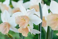 Narcissus 'Katie Heath' - Div. 5 Triandrus  