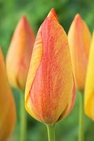 Tulipa 'Rhapsody of Smiles' - Single Late Group.  Each flower is a variable blend of yellows and reds with flames, flushes and stripes