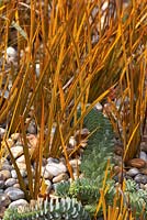 Libertia peregrinans 'Gold Leaf' and Euphorbia myrsinites amongst flint pebbles in March. Dry garden.