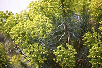 Euphorbia characias subsp. wulfenii 'John Tomlinson' in March.
