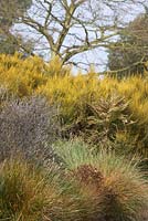 Planting includes ornamental grasses, Corokia x virgata, Libertia chilensis and Chionochloa rubra in March.