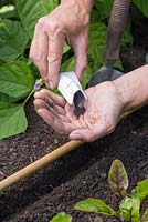 Emptying Turnip 'Purple Top Milan' seeds into palm of hand
