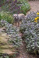 A dog standing in middle of gravel path with borders of Salvia officinalis 'Purpurascens' towards Erigeron karvinskianus