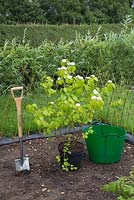 Tools required for planting Viburnum dilatatum 'Erie'