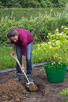 Preparing a hole to plant Viburnum dilatatum 'Erie'