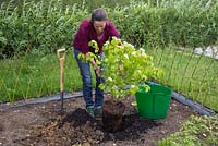 Planting Viburnum dilatatum 'Erie' in the ground