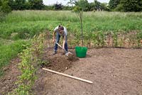 Preparing a hole to plant Sorbus aucuparia 'Apricot Queen'