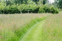 Mown path through the meadow from the Gaerde - the old Orchard. Hedge of wild Dogwood as well as Hawthorne and was planted as 30 inch whips 10 years ago.