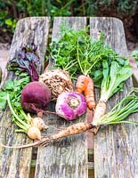 Harvesting of root vegetables, autumn