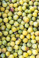 Prunus-Harvest of mirabelle plums 
