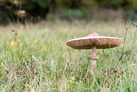 Lepiota procera - Parasol Mushroom in a meadow
