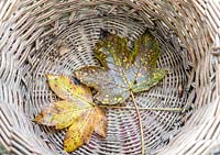 Maple Leaves in a Wicker Basket