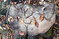 Quercus - oak stump in Autumn