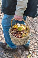 Castanea sativa. Harvesting chestnuts in a wicker basket