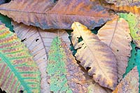 Chestnut leaves in autumn