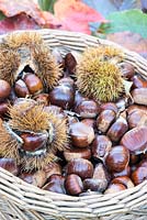 Castanea sativa -Harvesting chestnuts in a wicker basket