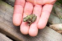 Young common toad in the hand of a gardener, France, Pas de Calais
