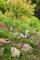Lysimachia nummularia 'Aurea' - Golden creeping Jenny, Hemerocallis - Daylilies, Acer ginnala - Maple tree in raised rock edged border in sloped backyard garden in summer