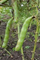 Garden beans 'Leidse hangers'