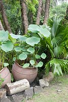 Ho Chi Minh City Vietnam Botanical Gardens. Garden water feature. Lotus plants growing from an ornamental pot.