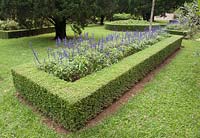 Garden feature incoroprating Salvia farinaceae Benth. Da Lat Vietnam Botanical Gardens. 