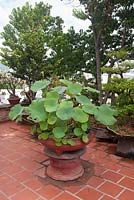 Nha Trang Vietnam Garden feature Lotus plant growing in a pot in the gardens of a temple.