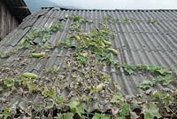 Cucurbita - gourds growing on roof of a house.  Sapa Vietnam 